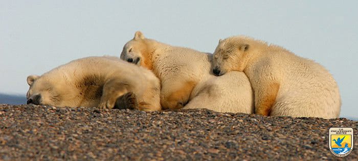 bears-hugging