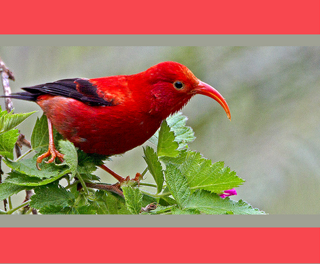 red bird