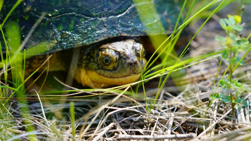 Blandings Turtle