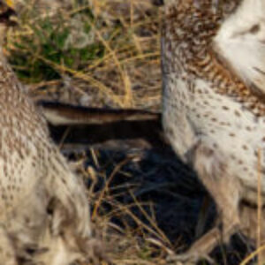 Profile photo of Duane Reading